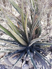 Agave peacockii