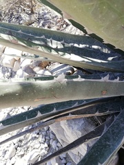 Agave peacockii