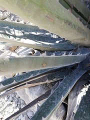 Agave peacockii