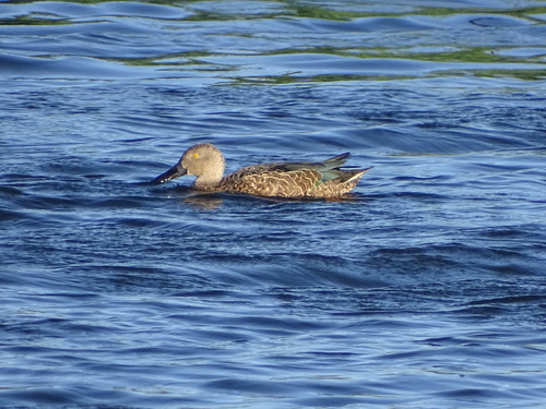 Cape Shoveler (Spatula smithii)
