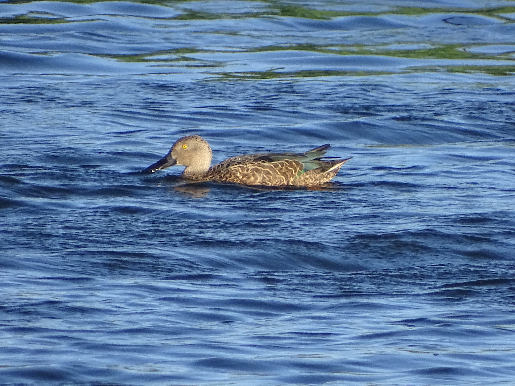Cape Shoveler (Spatula smithii), photo 1