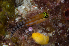 Ecsenius fijiensis