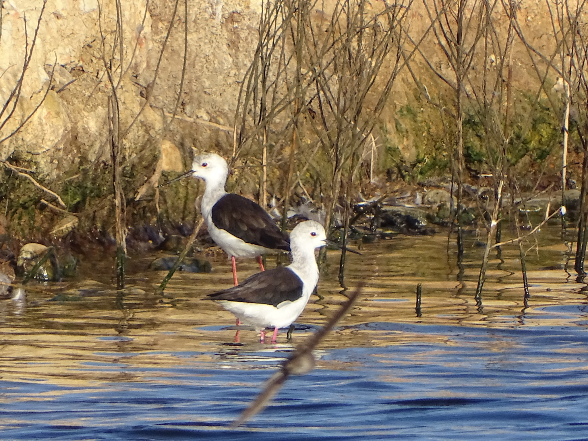 Black-winged Stilt (Himantopus himantopus), photo 4