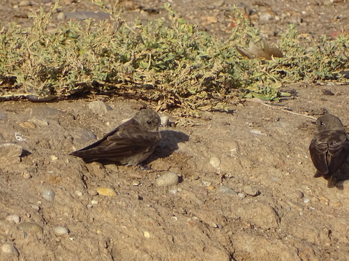 Brown-throated Martin (Riparia paludicola)