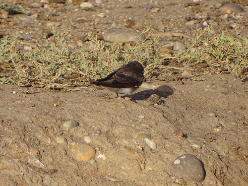 Brown-throated Martin (Riparia paludicola), photo 2