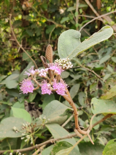 ऐसर (Callicarpa tomentosa)