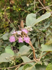 Callicarpa tomentosa