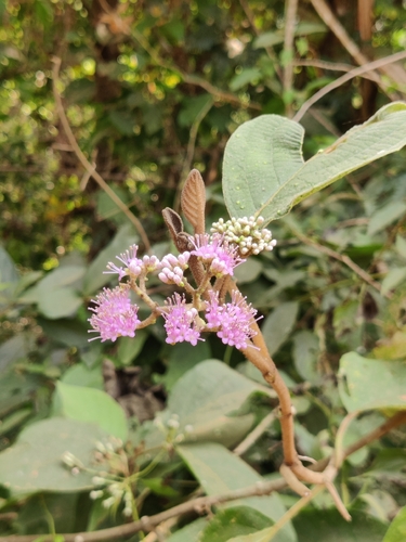 Callicarpa tomentosa, photograph 2