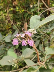 Callicarpa tomentosa, photograph (c) sneha_forestry, some rights reserved (CC BY-SA)