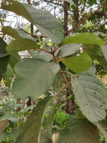 Callicarpa tomentosa, photograph 3