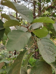 Callicarpa tomentosa, photograph (c) sneha_forestry, some rights reserved (CC BY-SA)