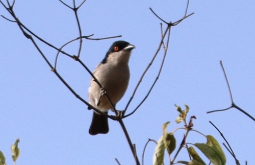 Northern Puffback