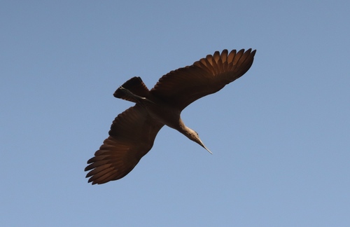 Hamerkop
