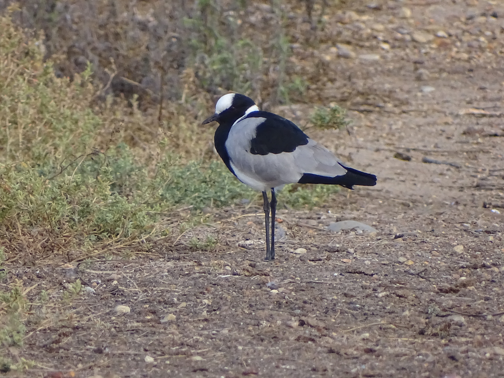 Blacksmith Lapwing (Vanellus armatus), photo 8