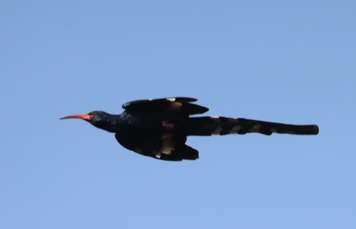 Green Woodhoopoe