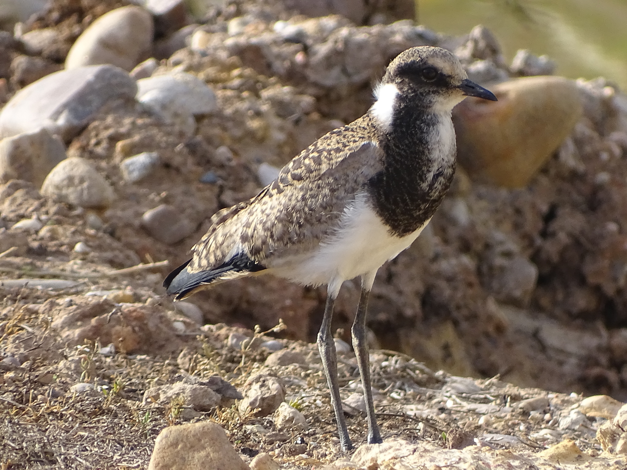Blacksmith Lapwing (Vanellus armatus), photo 7