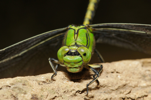 Pleištinė skėtė nuotrauka