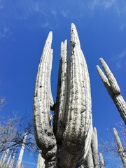 Tillandsia circinnatioides