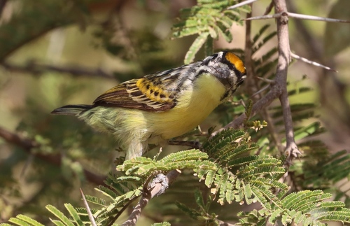 Yellow-fronted Tinkerbird