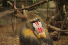 Mandrillus sphinx