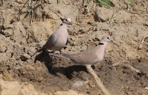 Vinaceous Dove