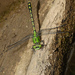 Green Snaketail - Photo (c) Kutushev Radik, some rights reserved (CC BY-NC), uploaded by Kutushev Radik