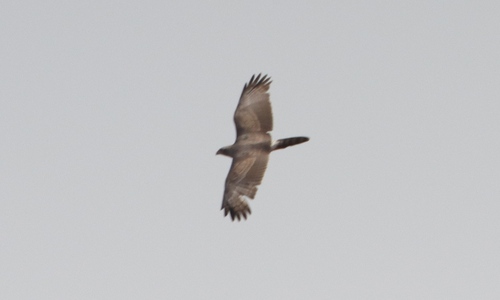 Dark Chanting-Goshawk