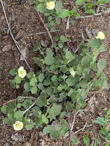 Dainty Pavonia (Pavonia burchellii)