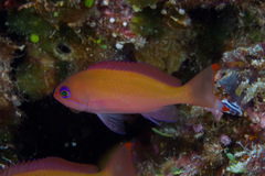 Pseudanthias hypselosoma
