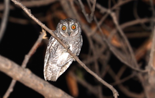 African Scops-Owl