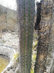 Lemaireocereus hollianus