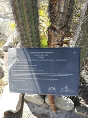 Lemaireocereus hollianus