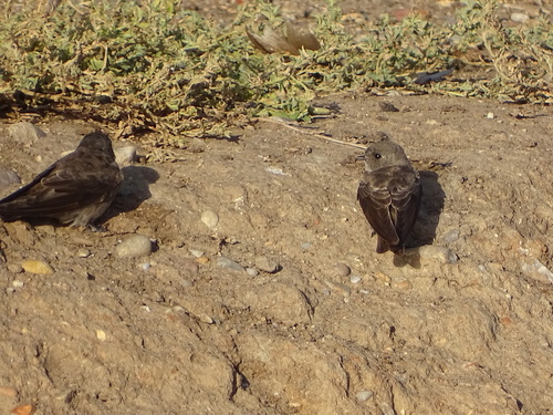 Brown-throated Martin (Riparia paludicola), photo 9