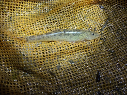 Triplophysa nanpanjiangensis