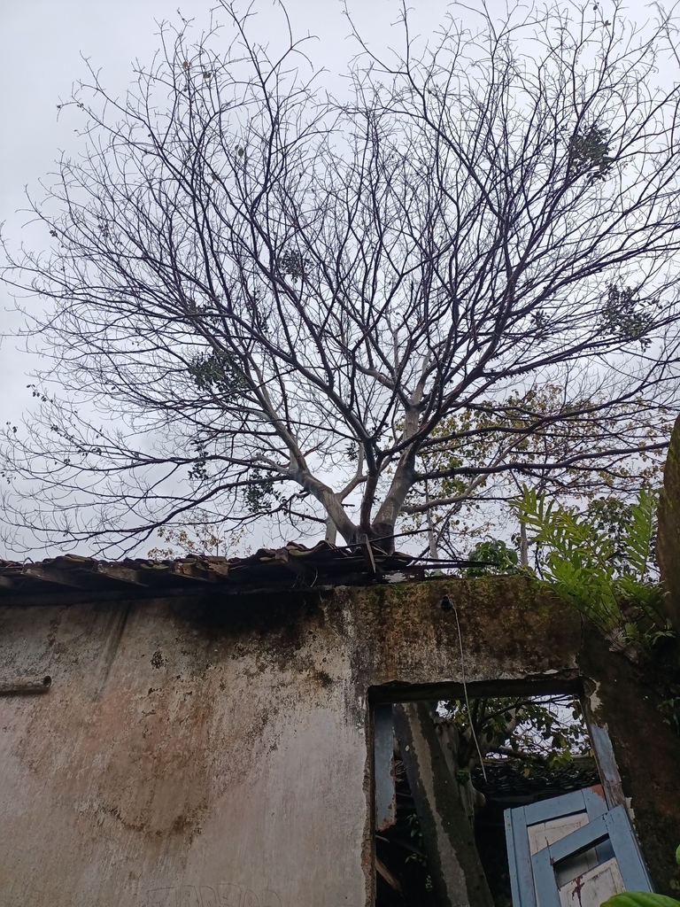 Gondang (Ficus variegata)