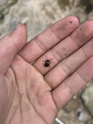 Gallerucida ornatipennis