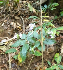Eranthemum