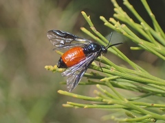 Lophyrotoma analis
