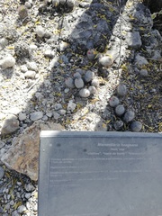 Mammillaria haageana meissneri