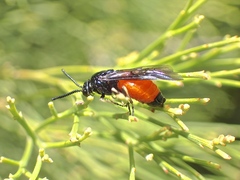 Lophyrotoma analis
