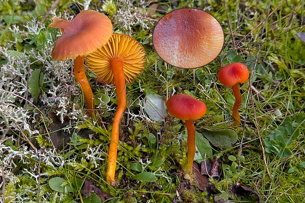 Hygrocybe squamosissima
