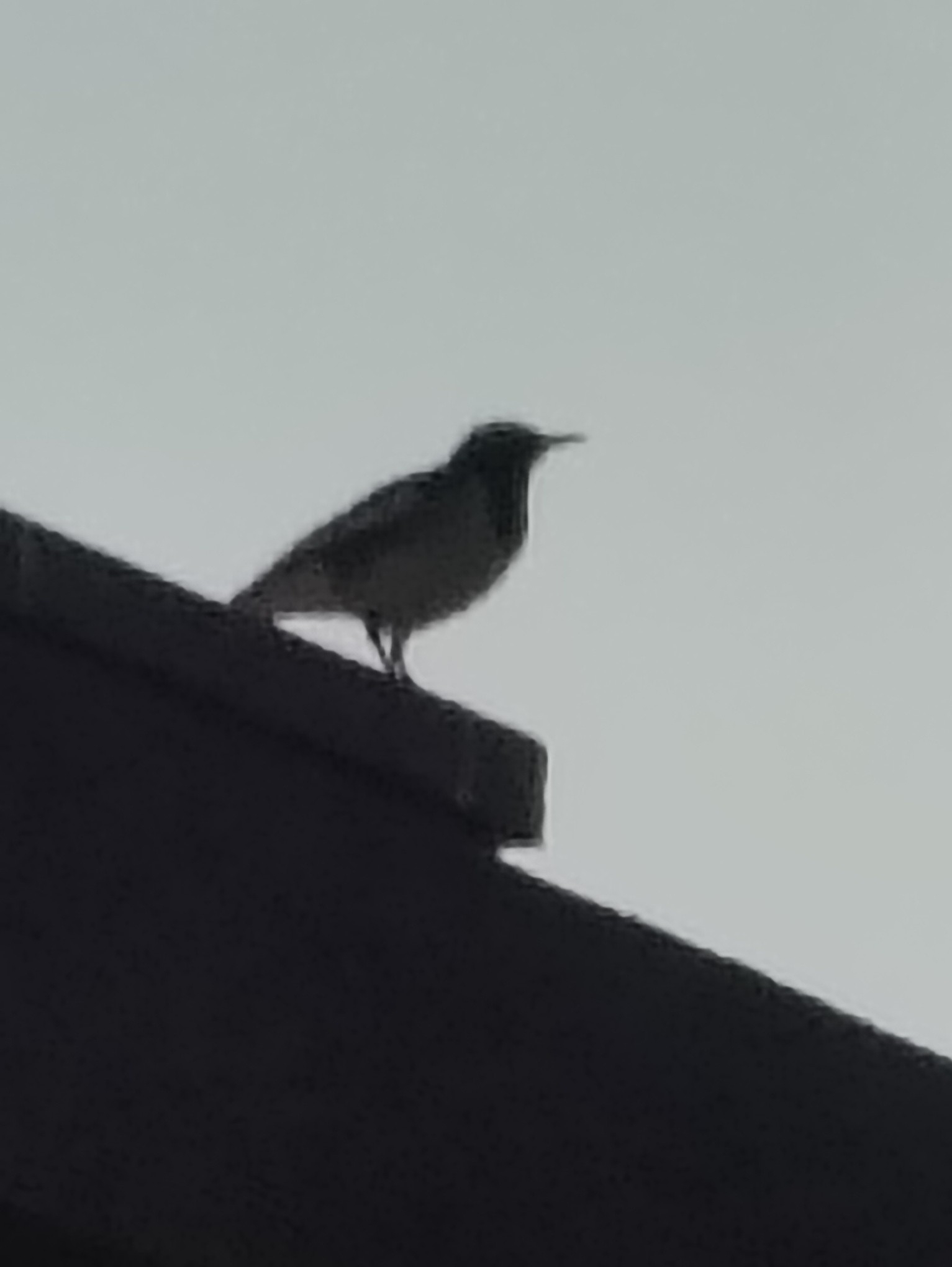 White-browed Wagtail (Motacilla maderaspatensis), photo 10