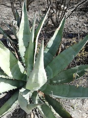 Agave peacockii