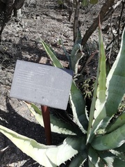 Agave peacockii