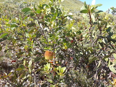 Banksia lemanniana