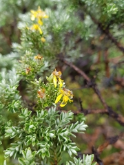 Brachyglottis cassinioides