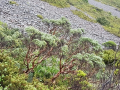 Brachyglottis cassinioides