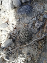 Coryphantha pallida