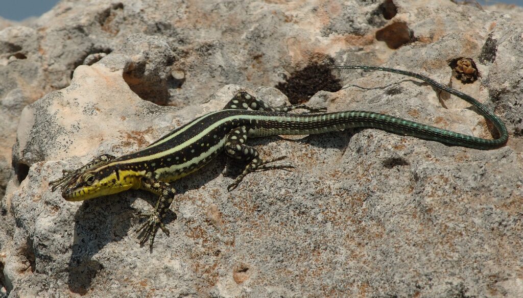 Anatolian Lizard