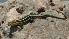 Anatolian Lizard photo 1